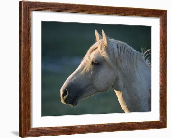 Wild Palomino Stallion, Head Profile, Pryor Mountains, Montana, USA-Carol Walker-Framed Photographic Print