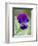 Wild Pansy, Viola Tricolor, Bielefeld, Germany-Thorsten Milse-Framed Photographic Print