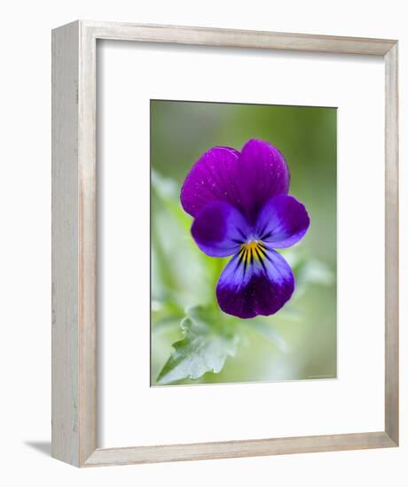 Wild Pansy, Viola Tricolor, Bielefeld, Germany-Thorsten Milse-Framed Photographic Print