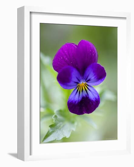 Wild Pansy, Viola Tricolor, Bielefeld, Germany-Thorsten Milse-Framed Photographic Print