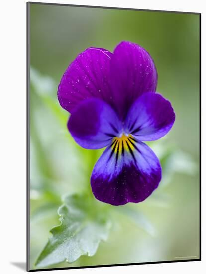 Wild Pansy, Viola Tricolor, Bielefeld, Germany-Thorsten Milse-Mounted Photographic Print