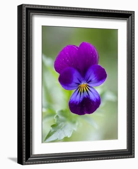 Wild Pansy, Viola Tricolor, Bielefeld, Germany-Thorsten Milse-Framed Photographic Print