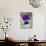 Wild Pansy, Viola Tricolor, Bielefeld, Germany-Thorsten Milse-Photographic Print displayed on a wall