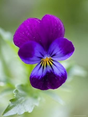 Wild Pansy, Viola Tricolor, Bielefeld, Germany' Photographic Print -  Thorsten Milse | Art.com