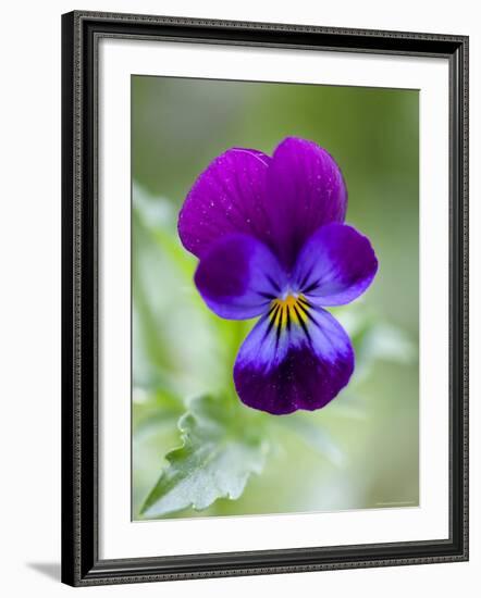 Wild Pansy, Viola Tricolor, Bielefeld, Germany-Thorsten Milse-Framed Photographic Print