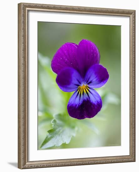 Wild Pansy, Viola Tricolor, Bielefeld, Germany-Thorsten Milse-Framed Photographic Print