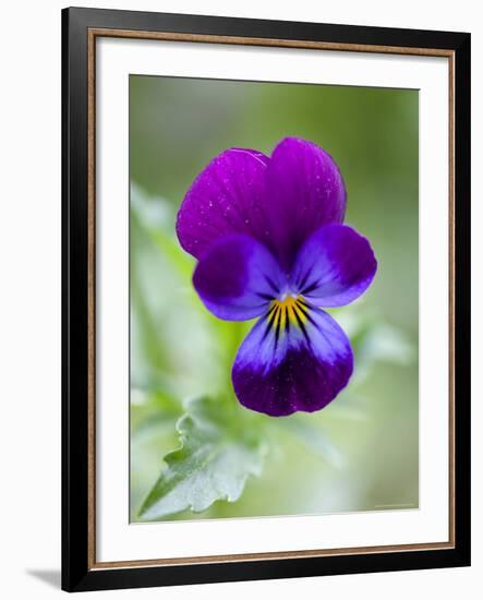 Wild Pansy, Viola Tricolor, Bielefeld, Germany-Thorsten Milse-Framed Photographic Print