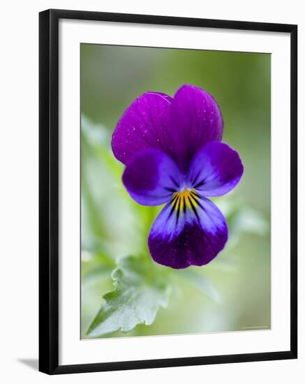 Wild Pansy, Viola Tricolor, Bielefeld, Germany-Thorsten Milse-Framed Photographic Print