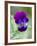 Wild Pansy, Viola Tricolor, Bielefeld, Germany-Thorsten Milse-Framed Photographic Print