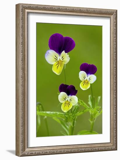Wild Pansy (Viola Tricolor)-Bob Gibbons-Framed Photographic Print