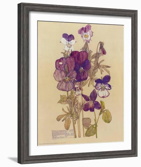 Wild Pansy-Charles Rennie Mackintosh-Framed Art Print