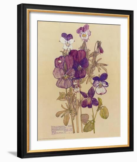 Wild Pansy-Charles Rennie Mackintosh-Framed Art Print