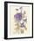 Wild Pansy-Charles Rennie Mackintosh-Framed Premium Giclee Print