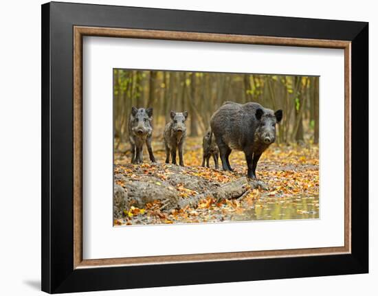 Wild Pig in the Autumn Forest-null-Framed Premium Giclee Print