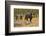 Wild Pig in the Autumn Forest-null-Framed Premium Giclee Print