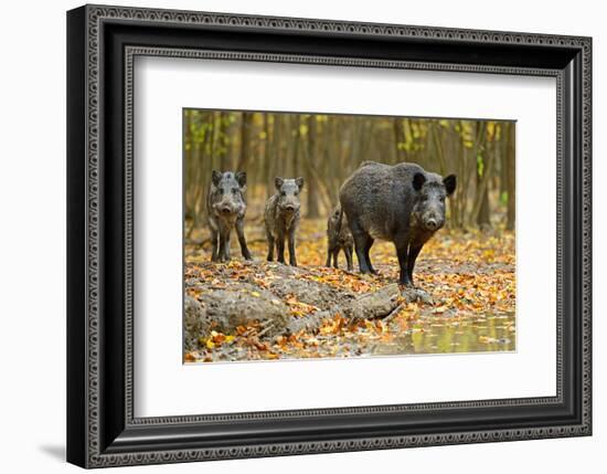 Wild Pig in the Autumn Forest-null-Framed Premium Giclee Print