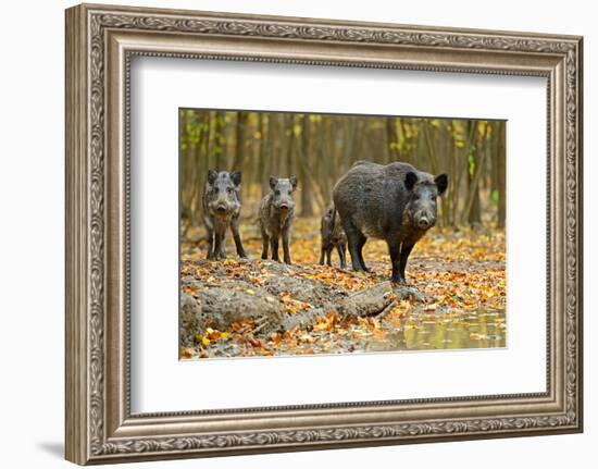 Wild Pig in the Autumn Forest-null-Framed Art Print