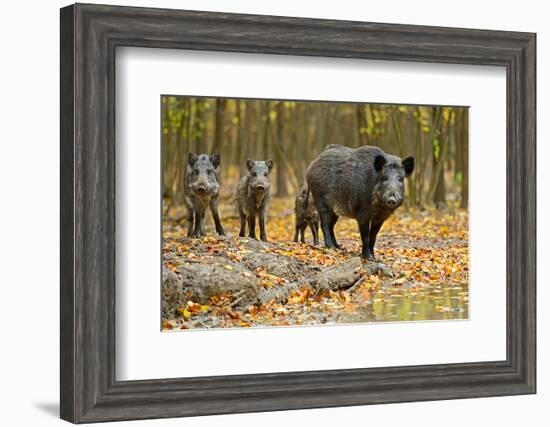 Wild Pig in the Autumn Forest-null-Framed Art Print