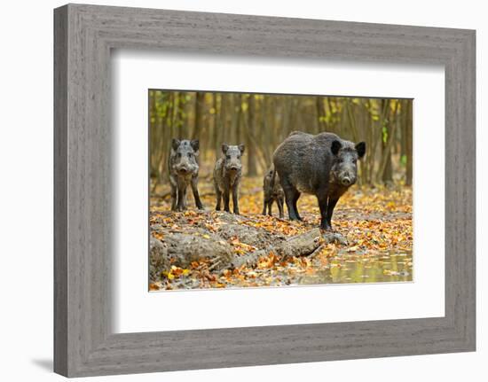 Wild Pig in the Autumn Forest-null-Framed Art Print