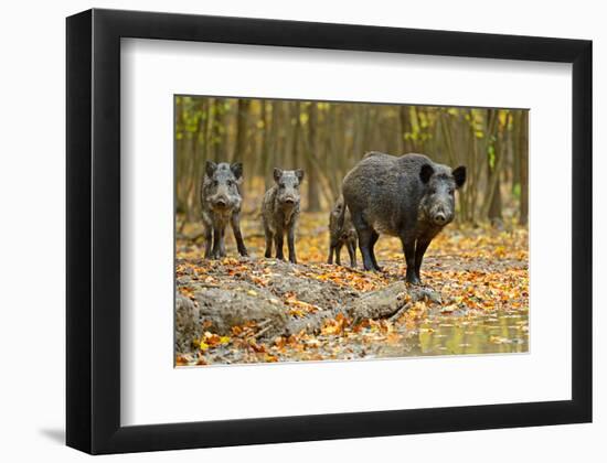 Wild Pig in the Autumn Forest-null-Framed Art Print