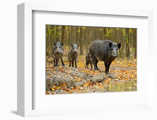 Wild Pig in the Autumn Forest-null-Framed Art Print