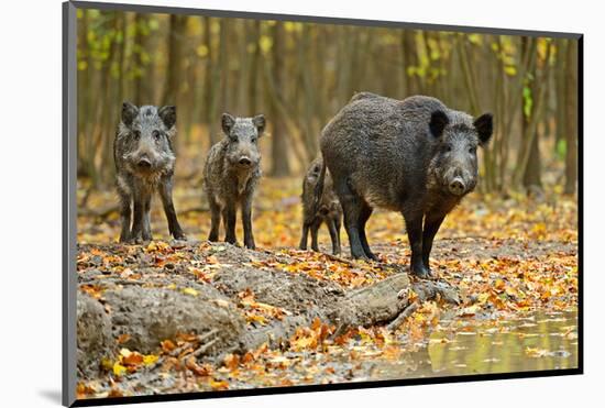 Wild Pig in the Autumn Forest-null-Mounted Art Print