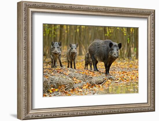 Wild Pig in the Autumn Forest-null-Framed Art Print