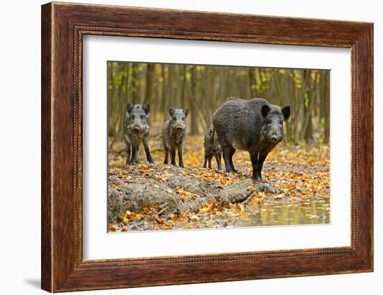 Wild Pig in the Autumn Forest-null-Framed Art Print