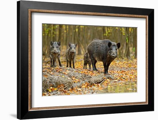 Wild Pig in the Autumn Forest-null-Framed Art Print