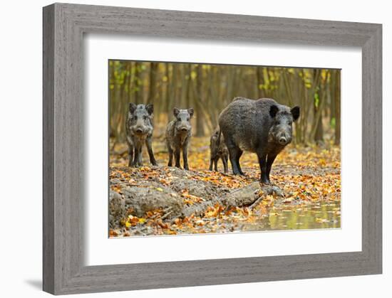 Wild Pig in the Autumn Forest-null-Framed Art Print