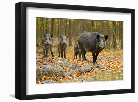 Wild Pig in the Autumn Forest-null-Framed Art Print