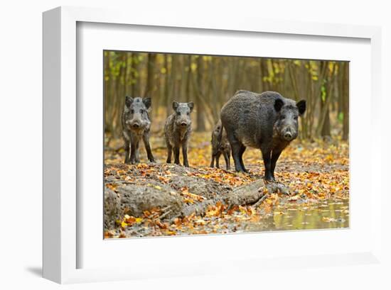 Wild Pig in the Autumn Forest-null-Framed Art Print