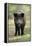 Wild Pig Sow Alert on Forest Track-null-Framed Premier Image Canvas