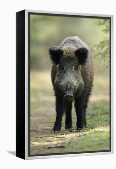 Wild Pig Sow Alert on Forest Track-null-Framed Premier Image Canvas