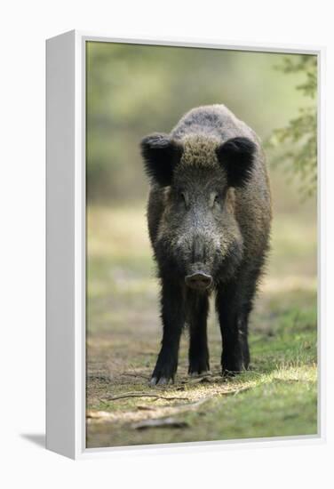 Wild Pig Sow Alert on Forest Track-null-Framed Premier Image Canvas