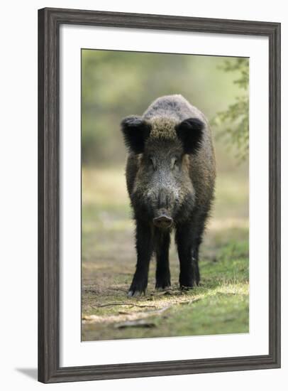 Wild Pig Sow Alert on Forest Track-null-Framed Photographic Print