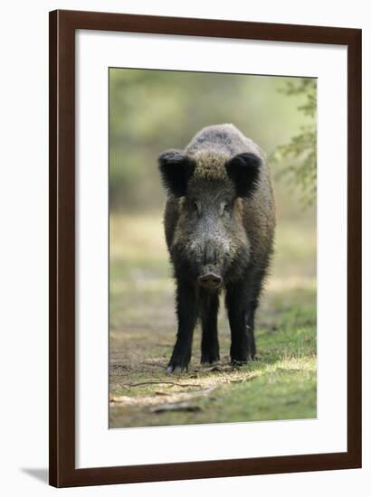 Wild Pig Sow Alert on Forest Track-null-Framed Photographic Print