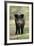 Wild Pig Sow Alert on Forest Track-null-Framed Photographic Print