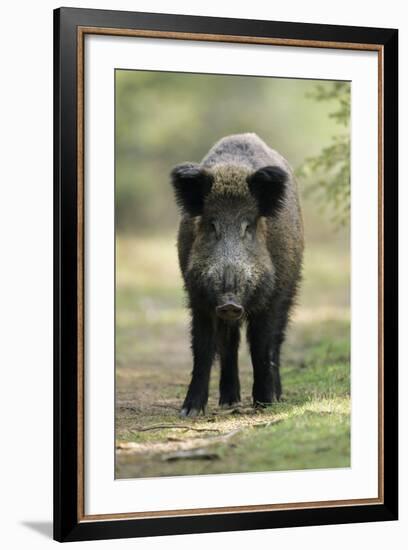 Wild Pig Sow Alert on Forest Track-null-Framed Photographic Print