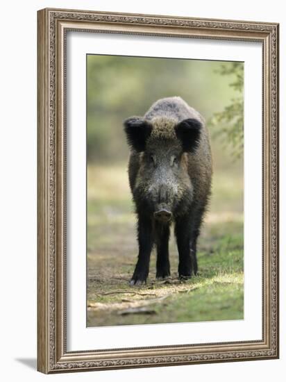 Wild Pig Sow Alert on Forest Track-null-Framed Photographic Print