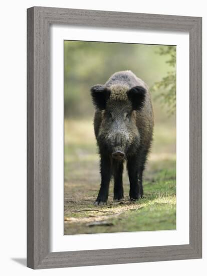 Wild Pig Sow Alert on Forest Track-null-Framed Photographic Print