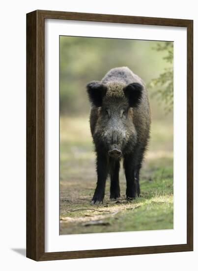 Wild Pig Sow Alert on Forest Track-null-Framed Photographic Print