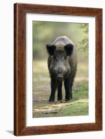 Wild Pig Sow Alert on Forest Track-null-Framed Photographic Print