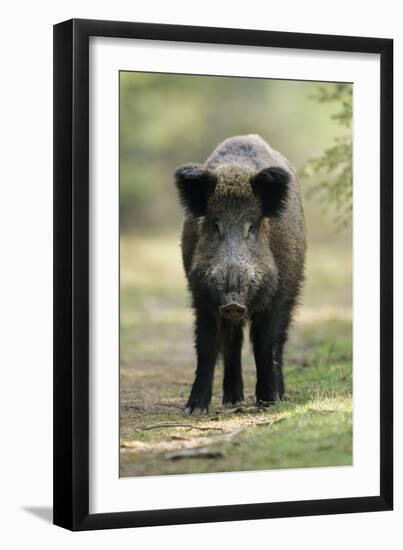 Wild Pig Sow Alert on Forest Track-null-Framed Photographic Print