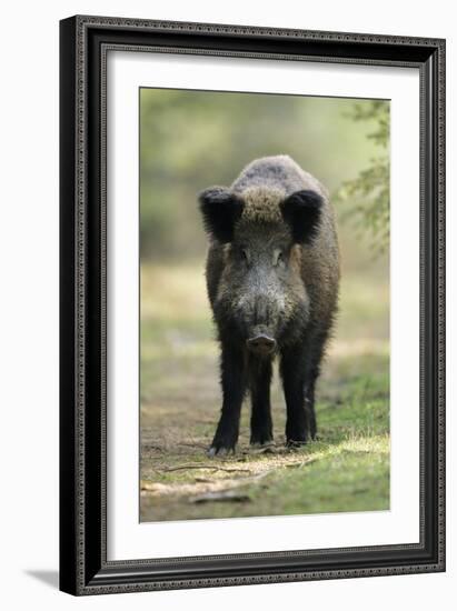 Wild Pig Sow Alert on Forest Track-null-Framed Photographic Print