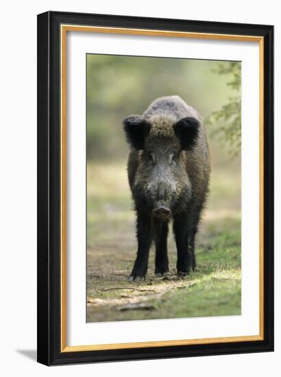 Wild Pig Sow Alert on Forest Track-null-Framed Photographic Print