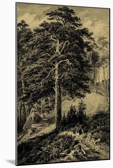 Wild Pine-Ernst Heyn-Mounted Art Print