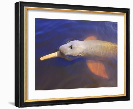 Wild Pink Amazon River Dolphin, Amazon River, Brazil, South America-Nico Tondini-Framed Photographic Print