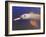 Wild Pink Amazon River Dolphin, Amazon River, Brazil, South America-Nico Tondini-Framed Photographic Print