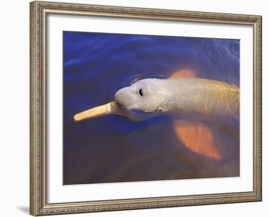 Wild Pink Amazon River Dolphin, Amazon River, Brazil, South America-Nico Tondini-Framed Photographic Print